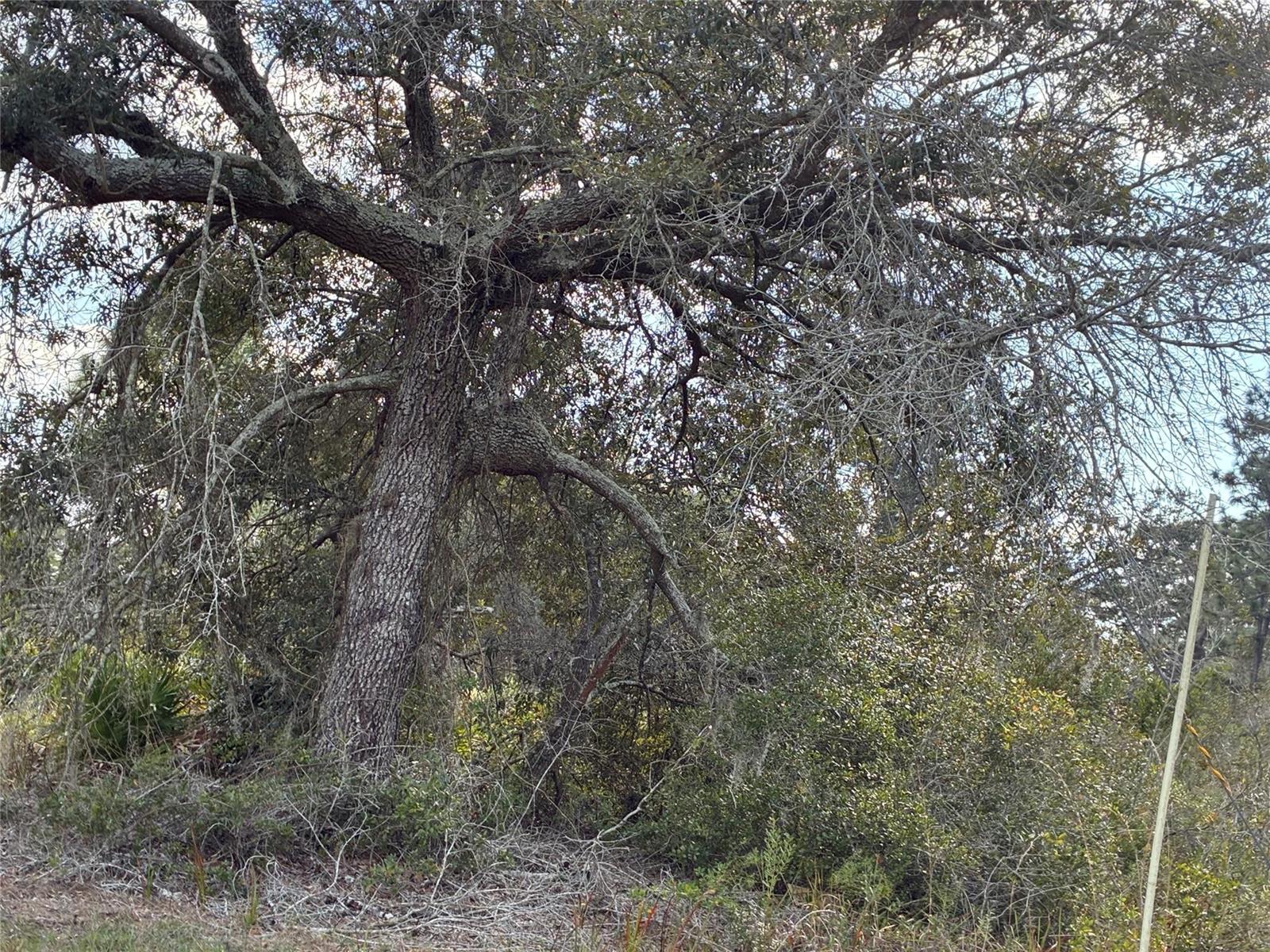 A large, mature oak tree stands in a wooded area with dense undergrowth — Lot 21 & 22 Plumosa Drive, FL, FL