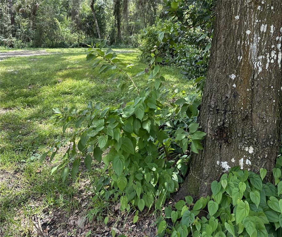 A large tree trunk stands in a grassy yard with small shrubs and climbing vines — 7303 SE 7TH PLACE, GAINESVILLE, FL