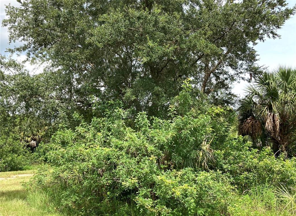 A large, mature oak tree stands behind a dense thicket of green shrubs and palms — KIMBERLY DRIVE, NORTH PORT, FL
