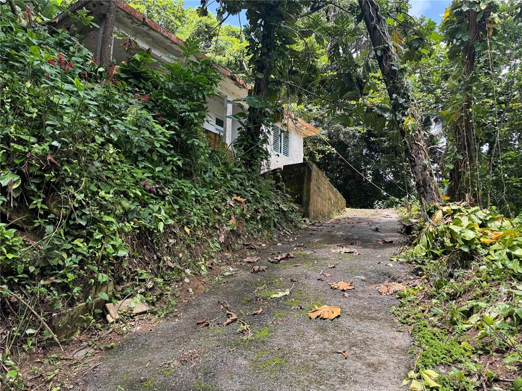 A concrete driveway leads up to a white house surrounded by dense tropical vegetation — Carr 123 KM 64.5 BO CANIACO, UTUADO, PR