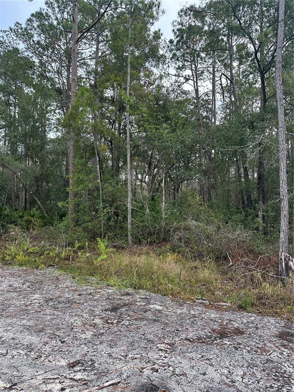 A sandy clearing leads to a dense forest of tall pine trees and underbrush — 2301 10TH AVENUE, DELAND, FL