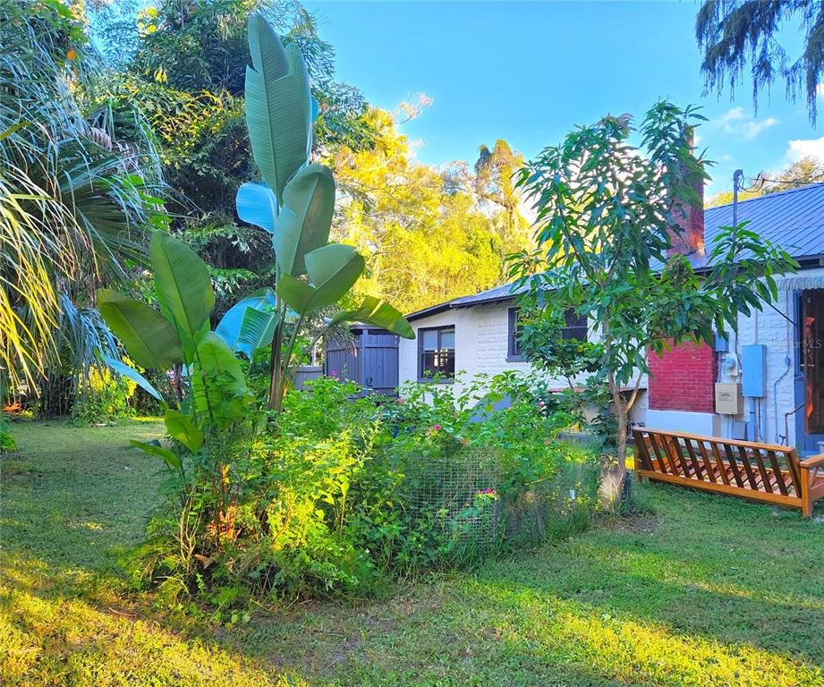 A backyard view shows a white house with a brick chimney and lush tropical landscaping — 7805 N 12TH STREET, TAMPA, FL