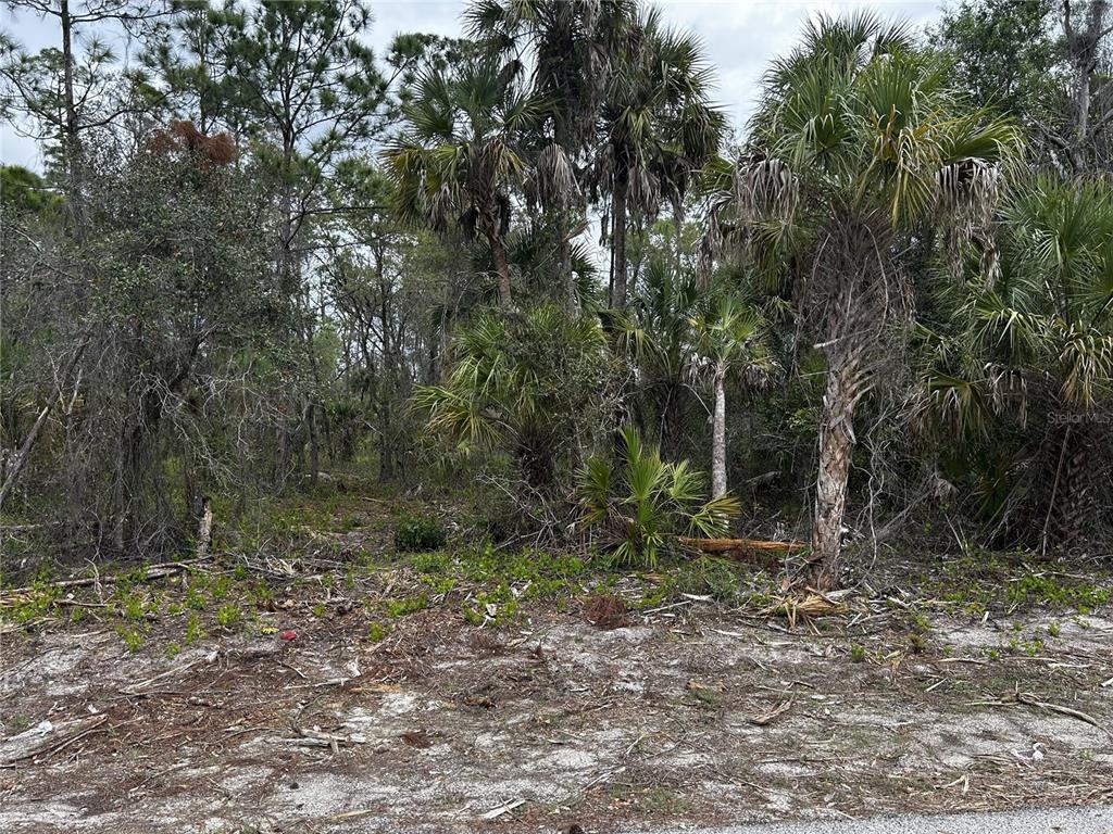 A wooded lot with sandy ground, various palm trees, and dense vegetation — 17436 IAGO AVENUE, PORT CHARLOTTE, FL