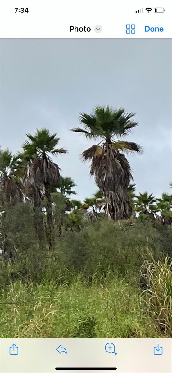 Tall palm trees with dried fronds stand above a patch of green, overgrown vegetation — 1425 S Header Canal Road, Fort Pierce FL 34945, FORT PIERCE, FL