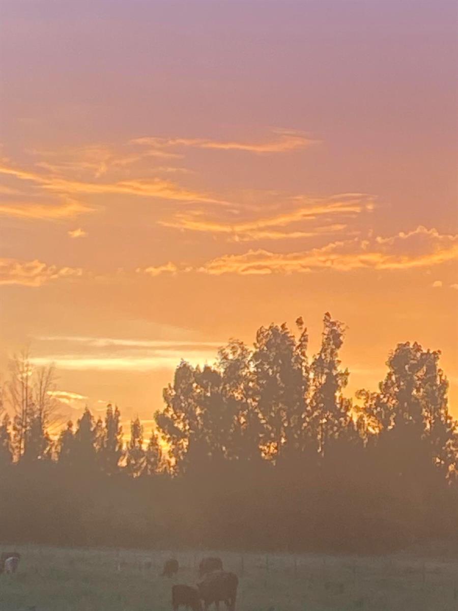 A sunset sky glows orange and purple above a silhouette of trees and grazing cattle — 1425 S Header Canal Road, Fort Pierce FL 34945, FORT PIERCE, FL