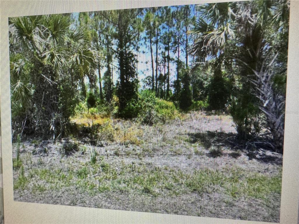 A wooded, undeveloped lot with sandy ground, pine trees, and palmetto bushes — SAGO PALM ROAD, NORTH PORT, FL