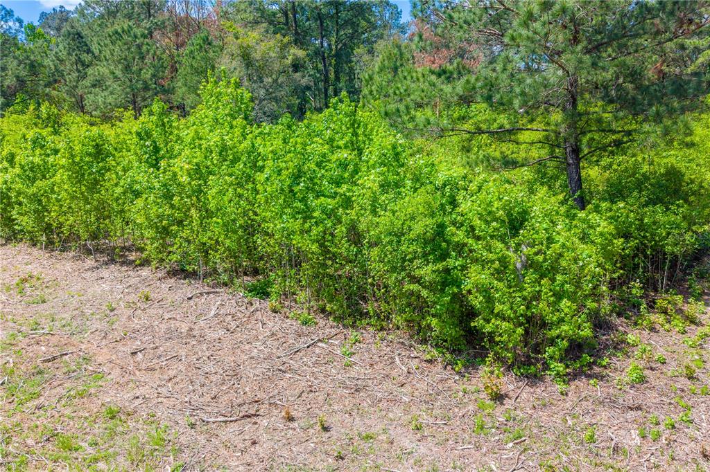 An aerial view shows a rectangular, wooded vacant lot outlined in red next to a house — 5781 SW 91ST PLACE, LAKE BUTLER, FL