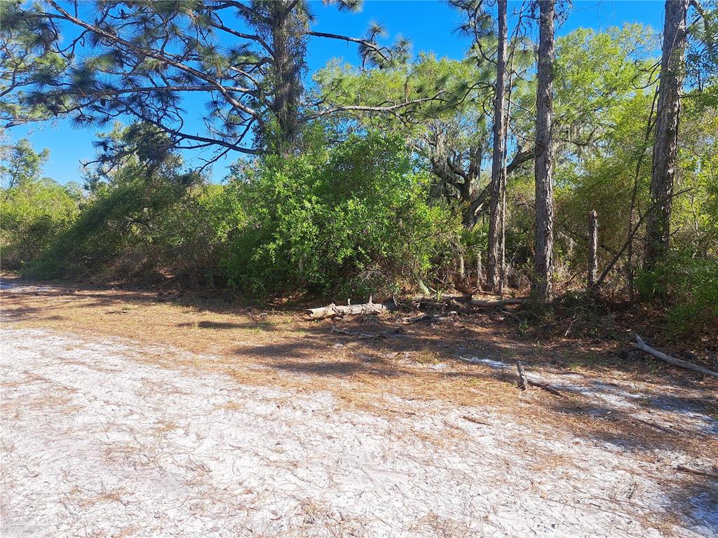 A sandy, wooded lot with pine trees and dense green vegetation under a clear sky — 604 CAMELLIA DRIVE, INDIAN LAKE ESTATES, FL