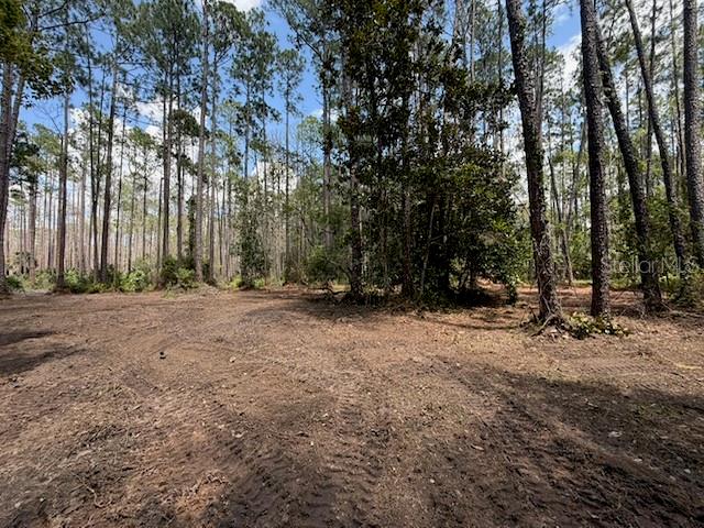 A cleared dirt lot sits in front of a dense forest of tall pine trees — 9TH AVENUE, DELAND, FL