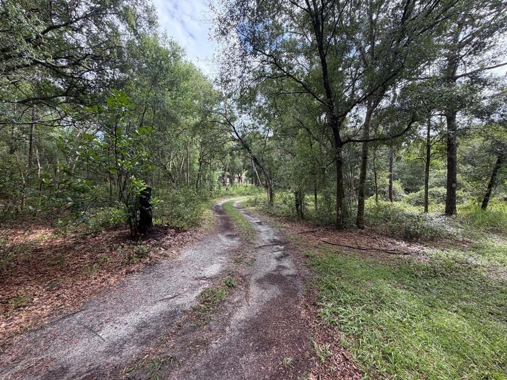A dirt path winds through a wooded area with dense trees and green vegetation — 981 SEVILLA AVENUE, LAKE HELEN, FL