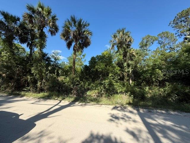 A dirt road runs in front of a wooded lot with several tall palm trees — COUNTY ROAD 75, BUNNELL, FL