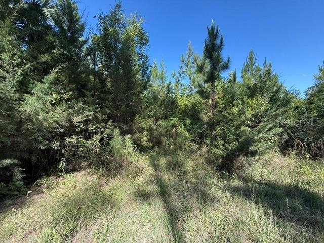 A dense, wooded area features various pine trees and shrubs under a clear blue sky — COUNTY ROAD 75, BUNNELL, FL