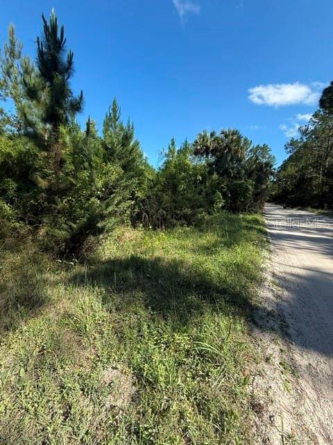 A dirt road runs alongside a wooded lot with tall pine trees and dense vegetation — COUNTY ROAD 75, BUNNELL, FL