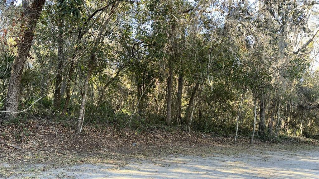 A wooded lot with dense trees and ground cover sits adjacent to a dirt road — 0 BOUNTY/BARRETT, NEW PORT RICHEY, FL