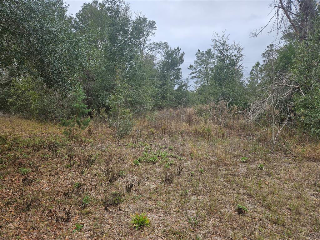A view of a vacant, wooded lot with tall grass and scattered trees — SE HIGHWAY 42, WEIRSDALE, FL