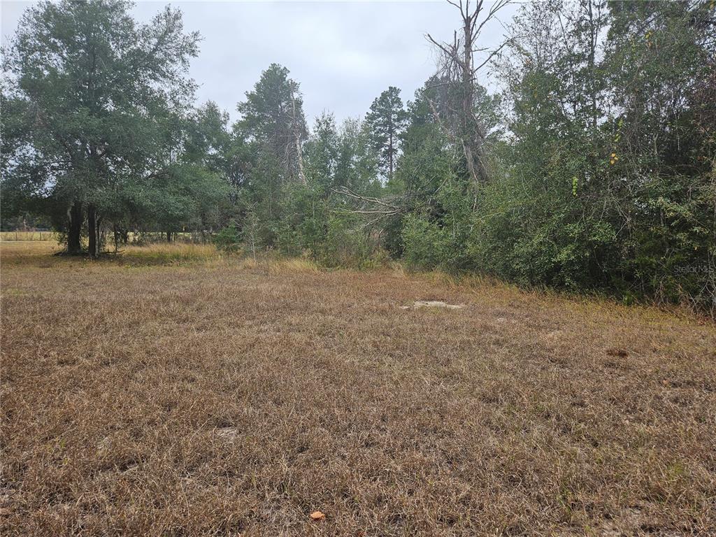 A grassy, open field is bordered by a dense line of trees under a cloudy sky — SE HIGHWAY 42, WEIRSDALE, FL