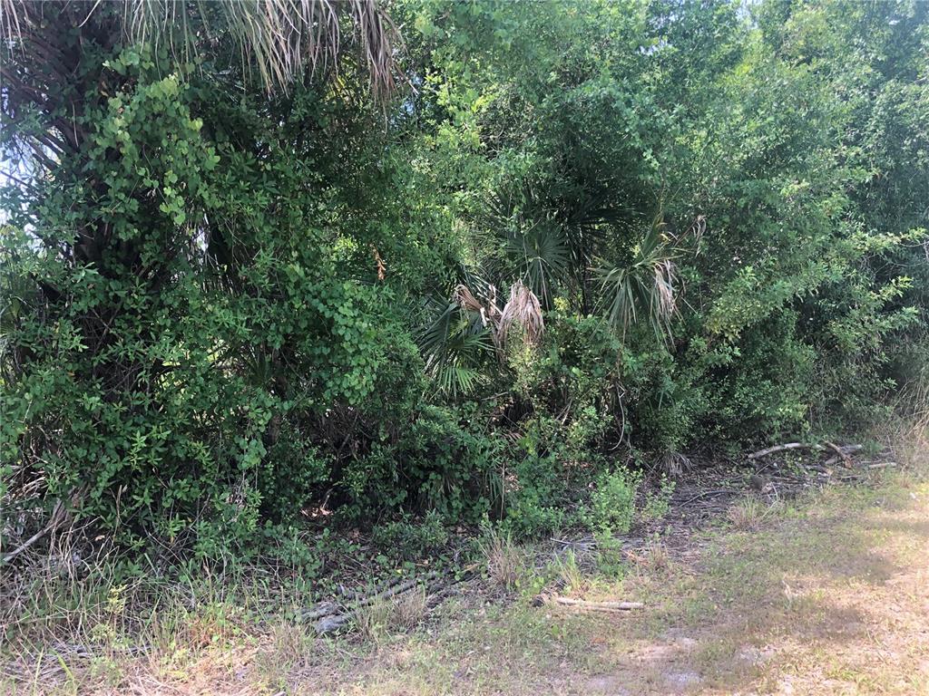 A dense thicket of trees and shrubs borders a grassy area — DANDURAND AVENUE, NORTH PORT, FL