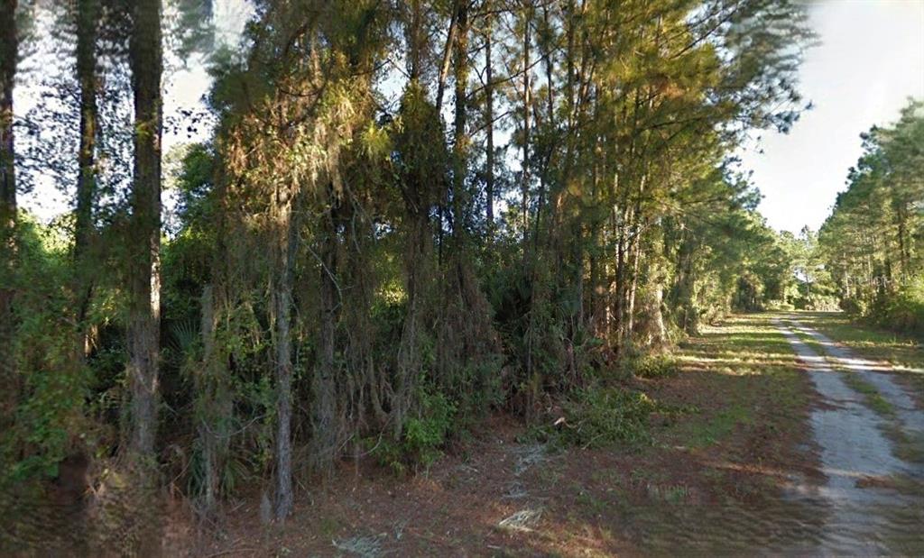 A dirt path runs alongside a dense line of pine trees and thick underbrush — LUTZ ROAD, NORTH PORT, FL