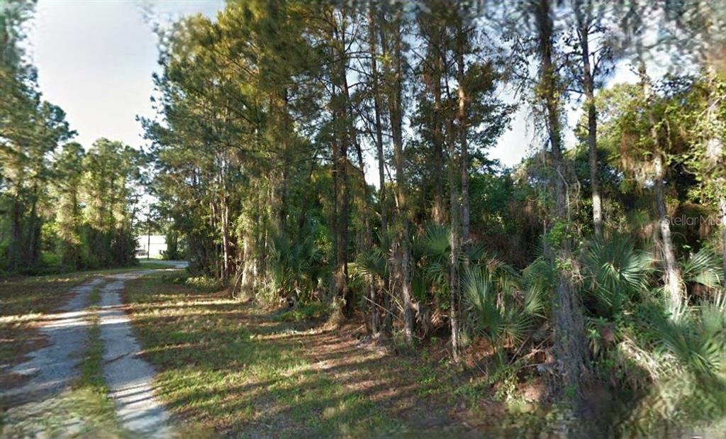 A dirt path leads toward a wooded lot with tall pine trees and dense undergrowth — LUTZ ROAD, NORTH PORT, FL