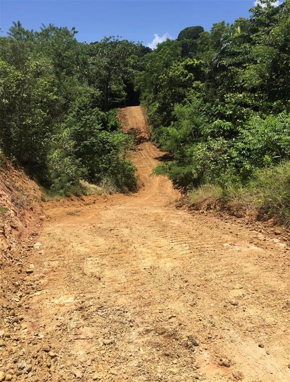 A dirt road leads uphill through a dense forest clearing — 413 CUCHILLO BARRIO PUNTAS, RINCON, PR