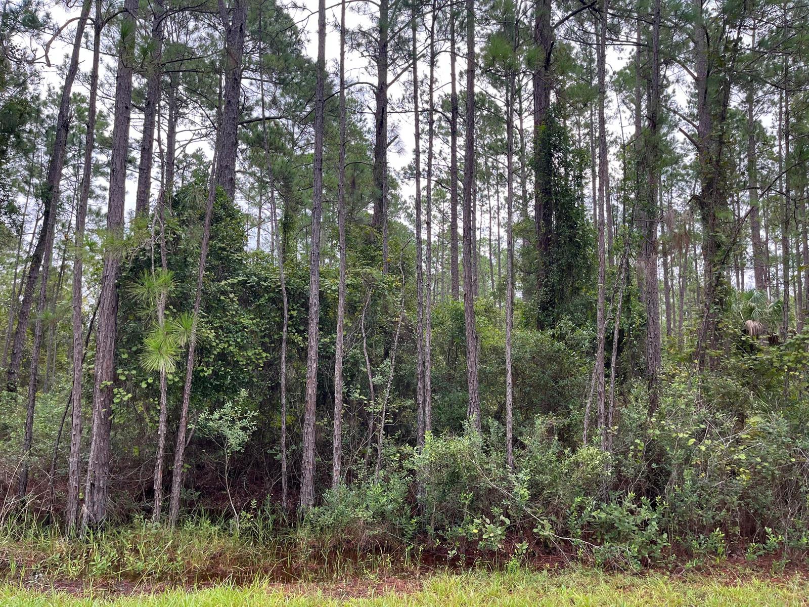 117 Mosswood Street, FL 32139