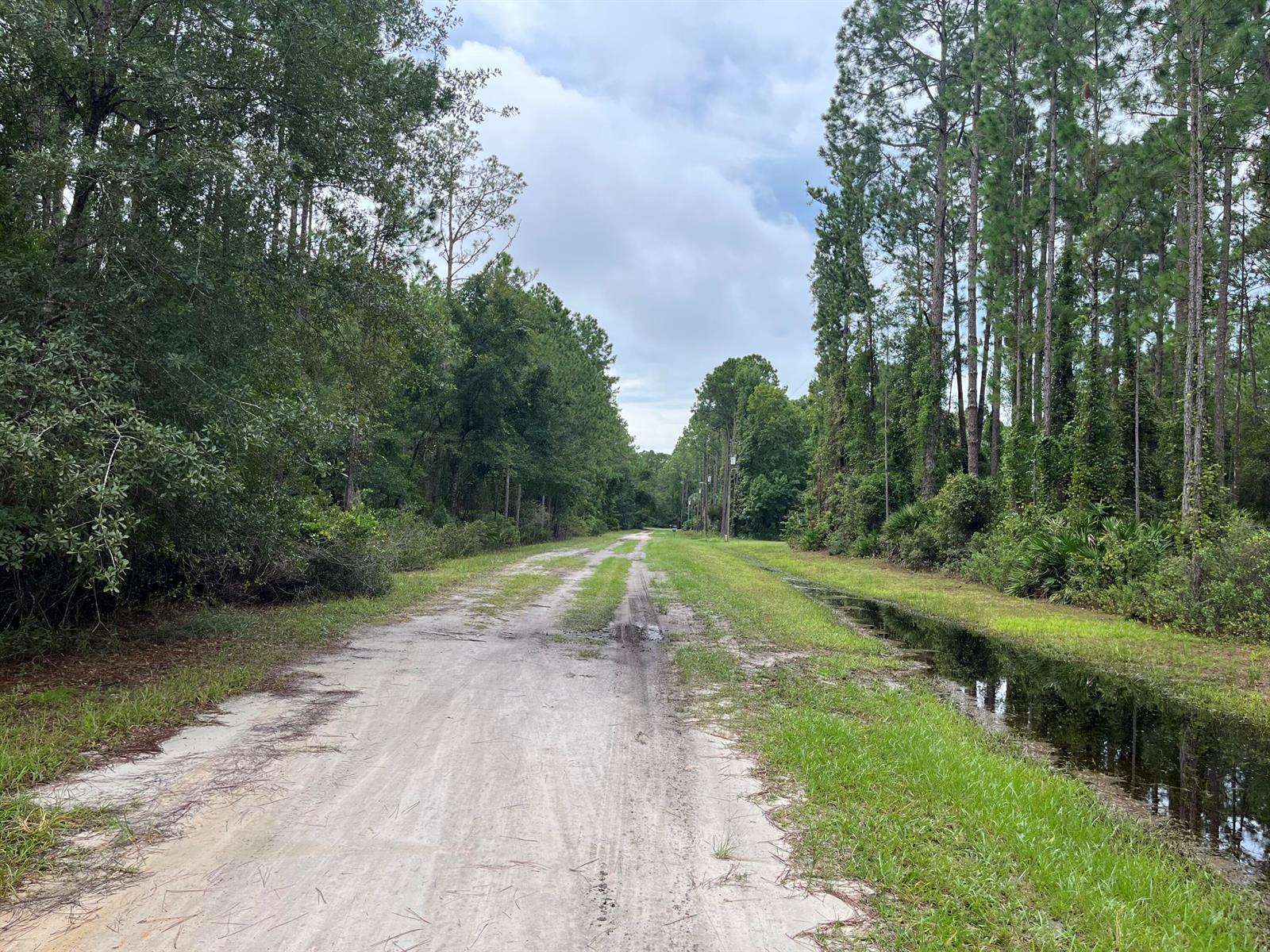 A dirt road stretches between dense pine forests with a drainage ditch on the right — 117 Mosswood Street, FL 32139, FL