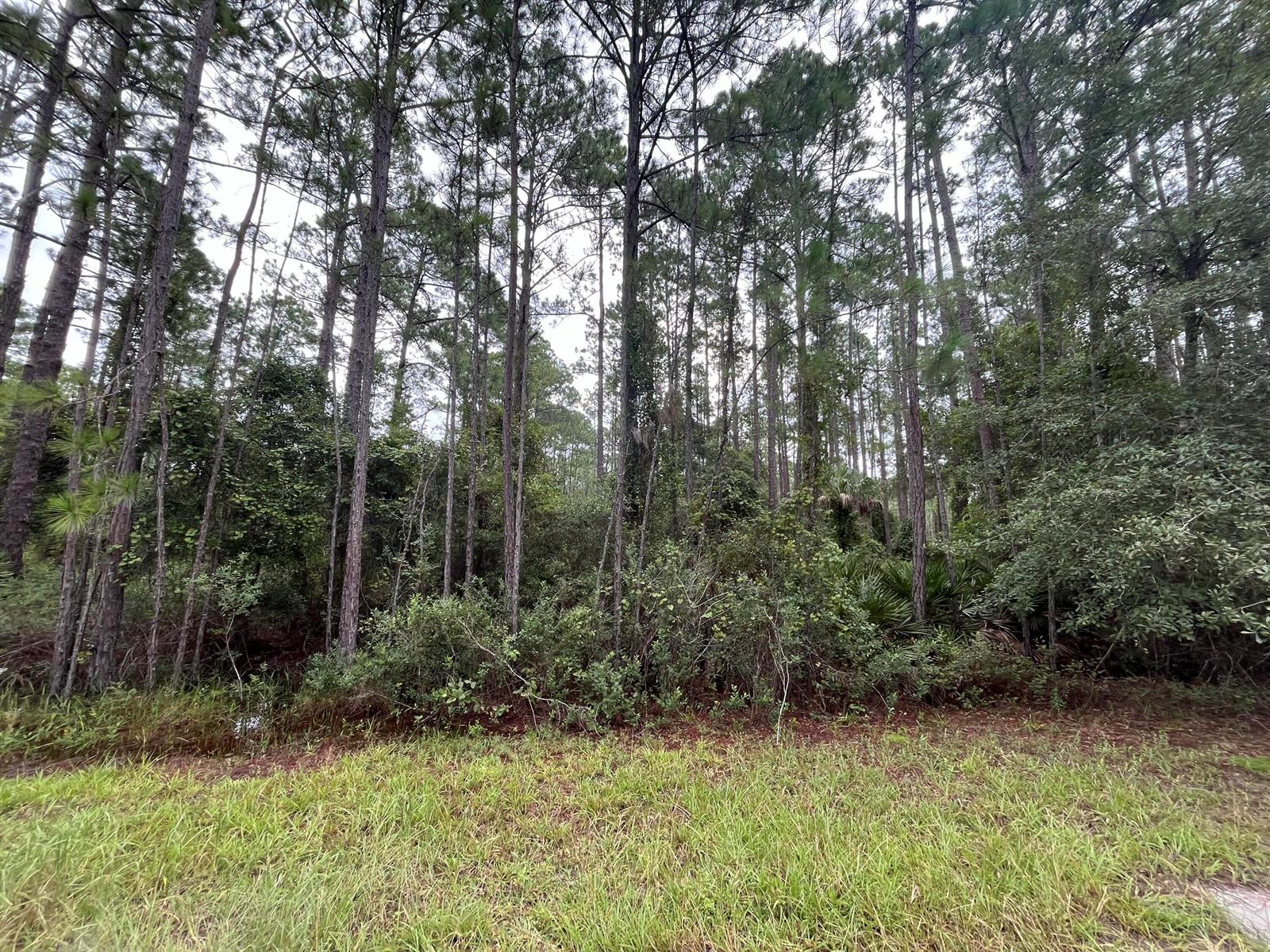 A view of a dense forest with tall pine trees and thick underbrush — 117 Mosswood Street, FL 32139, FL