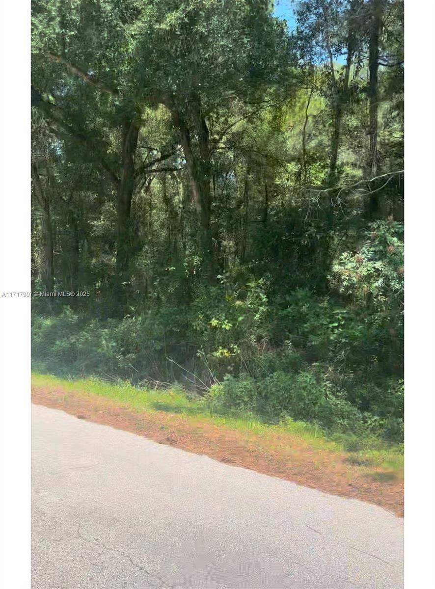 A paved road runs alongside a dense, wooded area with tall trees and thick undergrowth — 19835 SW 57 St, Ocala FL 34431, OCALA, FL