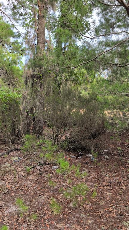 102 B STREET, INTERLACHEN, FL — photo 3 of 6