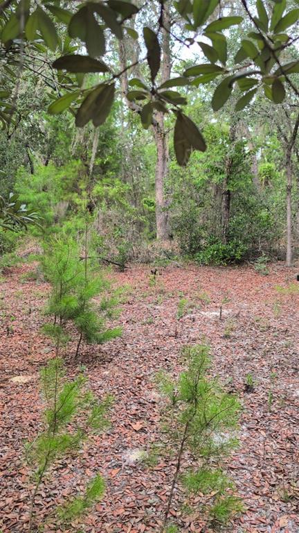 102 B STREET, INTERLACHEN, FL — photo 4 of 6