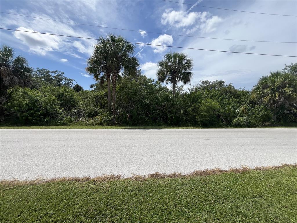 A paved road runs in front of a dense, tree-lined lot with several palm trees — BETTY STREET, PORT RICHEY, FL