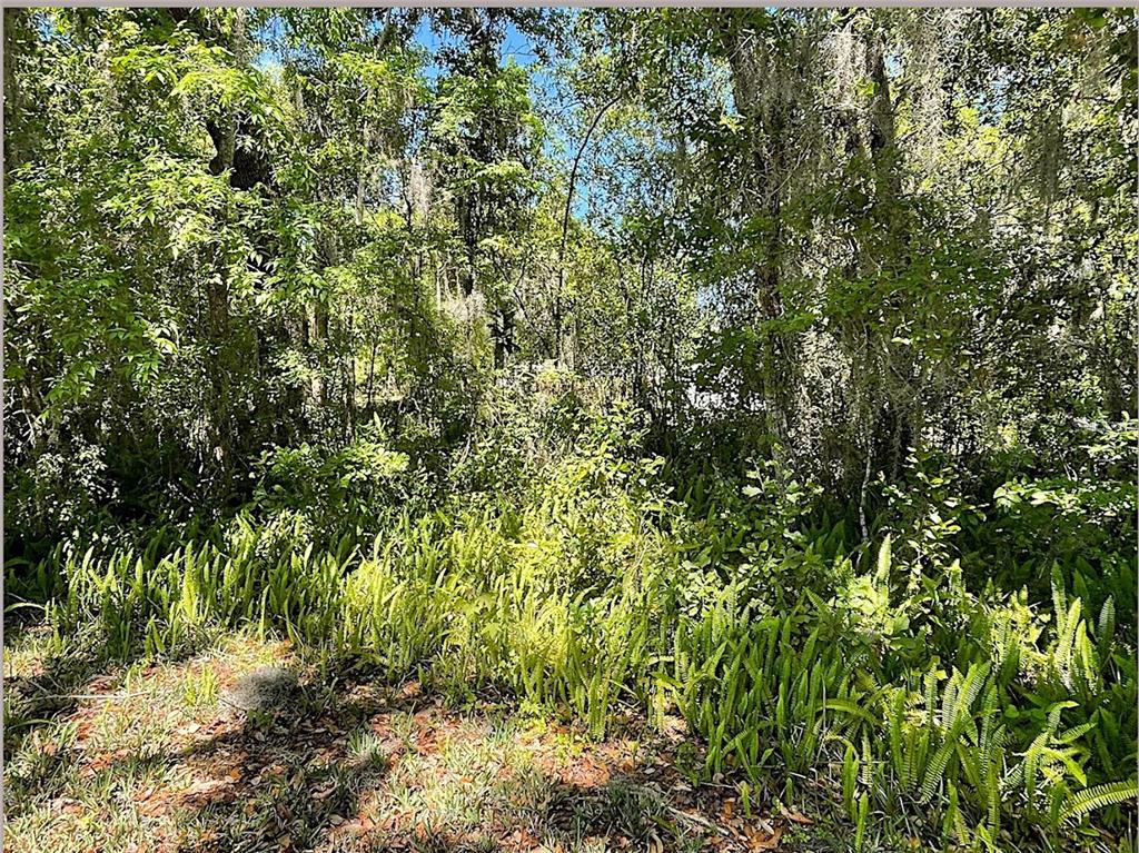 A dense, wooded area features a foreground of ferns and tall trees with hanging moss — UNION STREET, BROOKSVILLE, FL