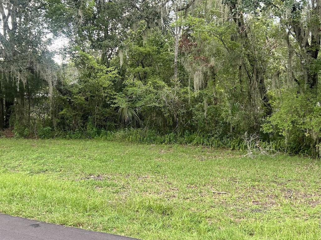 A grassy, vacant lot is bordered by a dense line of trees and hanging moss — UNION STREET, BROOKSVILLE, FL