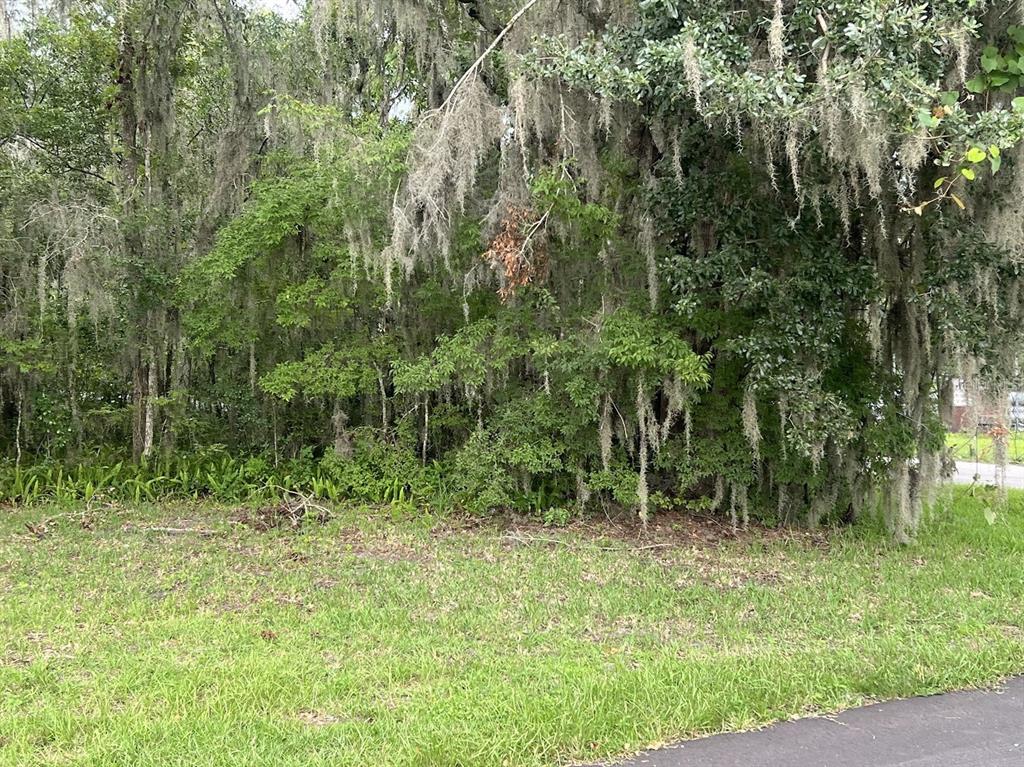 A grassy lot features dense trees draped with Spanish moss along the edge of a road — UNION STREET, BROOKSVILLE, FL