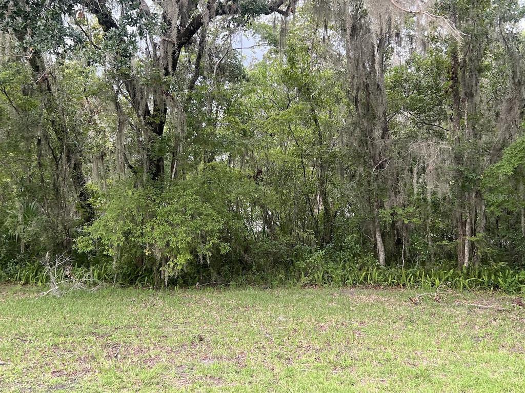 A grassy yard leads to a dense, wooded area filled with trees draped in Spanish moss — UNION STREET, BROOKSVILLE, FL