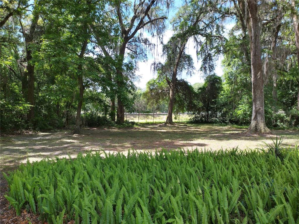 A grassy clearing surrounded by mature trees with Spanish moss and a foreground of ferns — 1602 SW WILLISTON ROAD UNIT A, GAINESVILLE, FL