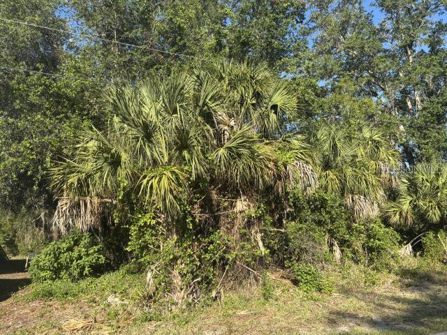 A cluster of palm trees and dense green vegetation stands in a sunny outdoor area — ABATE AVENUE, NORTH PORT, FL