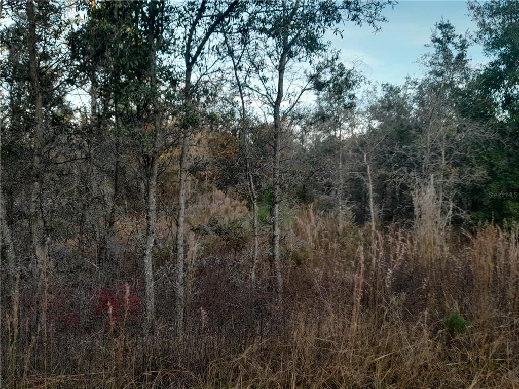 1531 NE 123RD AVENUE, WILLISTON, FL — photo 3 of 4