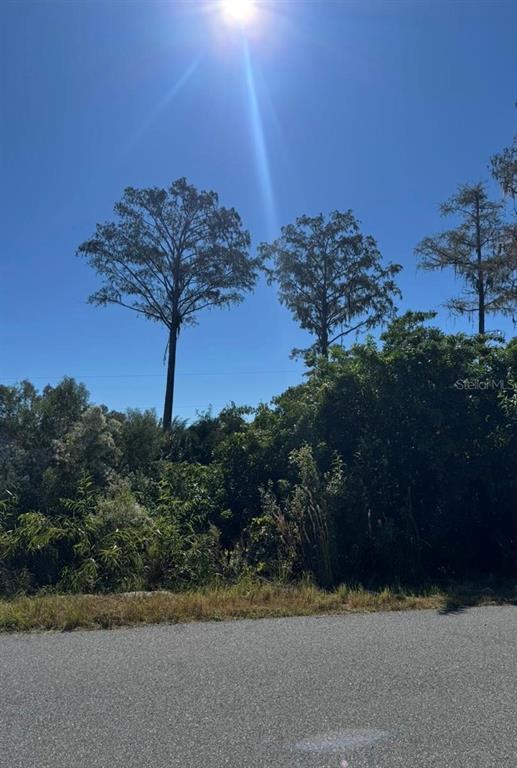A paved road sits in front of a dense thicket of trees under a bright sun — 1450 TOWTON STREET SE, PALM BAY, FL