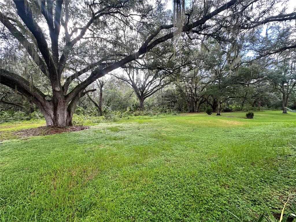 A large, moss-draped oak tree stands in a grassy yard with a wooded background — 4242 LEAFWAY CIRCLE, LEESBURG, FL