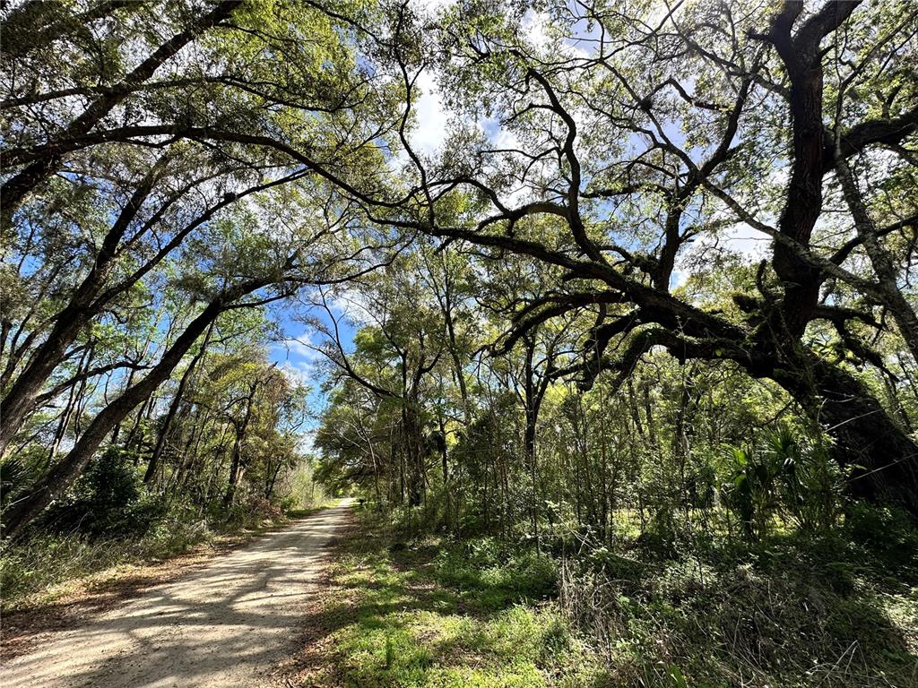 A dirt road winds through a wooded area with large, sprawling oak trees — tbd SW 5TH LANE, OCALA, FL