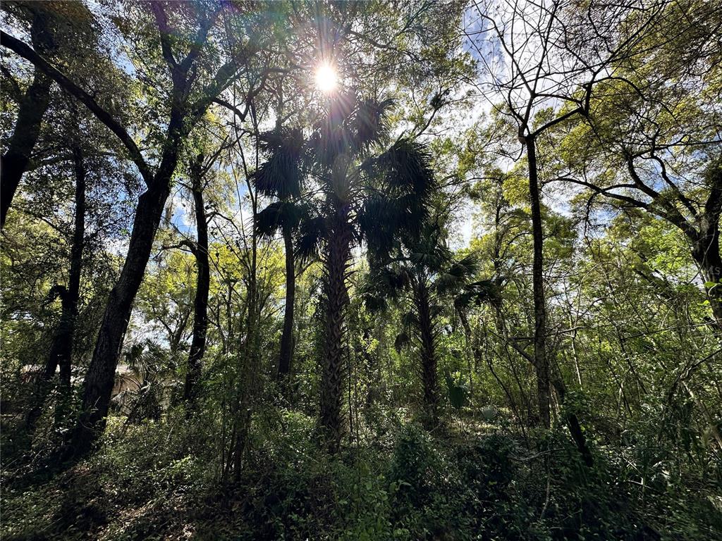 A sunlit, wooded lot features several tall palm trees and various deciduous trees — tbd SW 5TH LANE, OCALA, FL