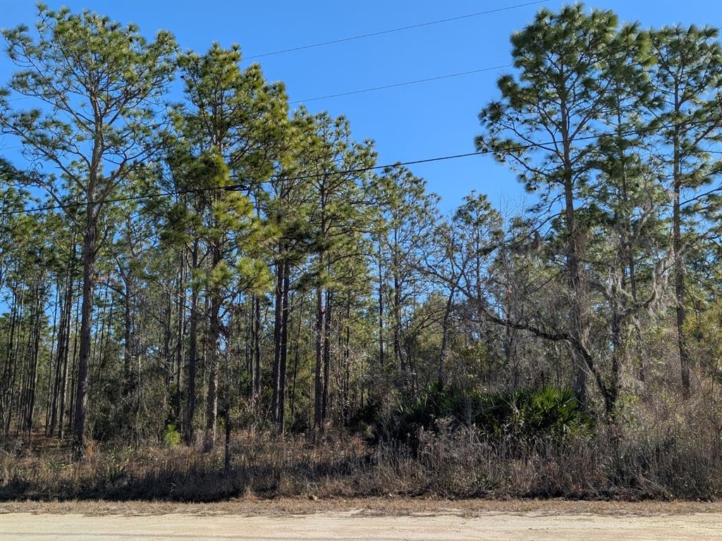A dirt road runs in front of a dense forest of tall pine trees — 15252 COOT ROAD, BROOKSVILLE, FL