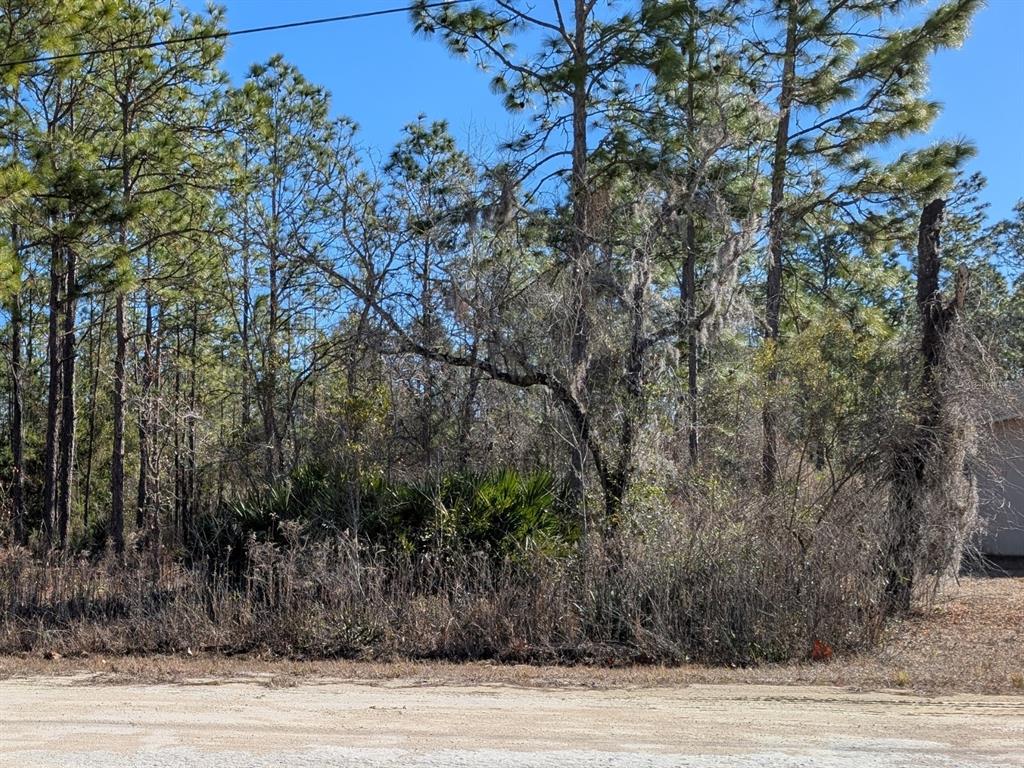A dirt road borders a wooded lot with pine trees and palmetto bushes — 15252 COOT ROAD, BROOKSVILLE, FL