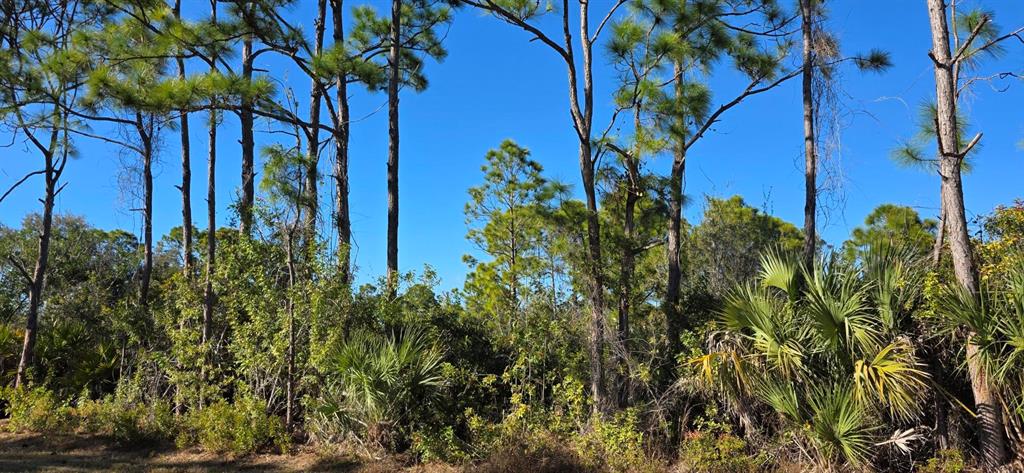 A wooded lot features tall pine trees and dense undergrowth under a clear blue sky — 12054 KELLER AVENUE, PORT CHARLOTTE, FL