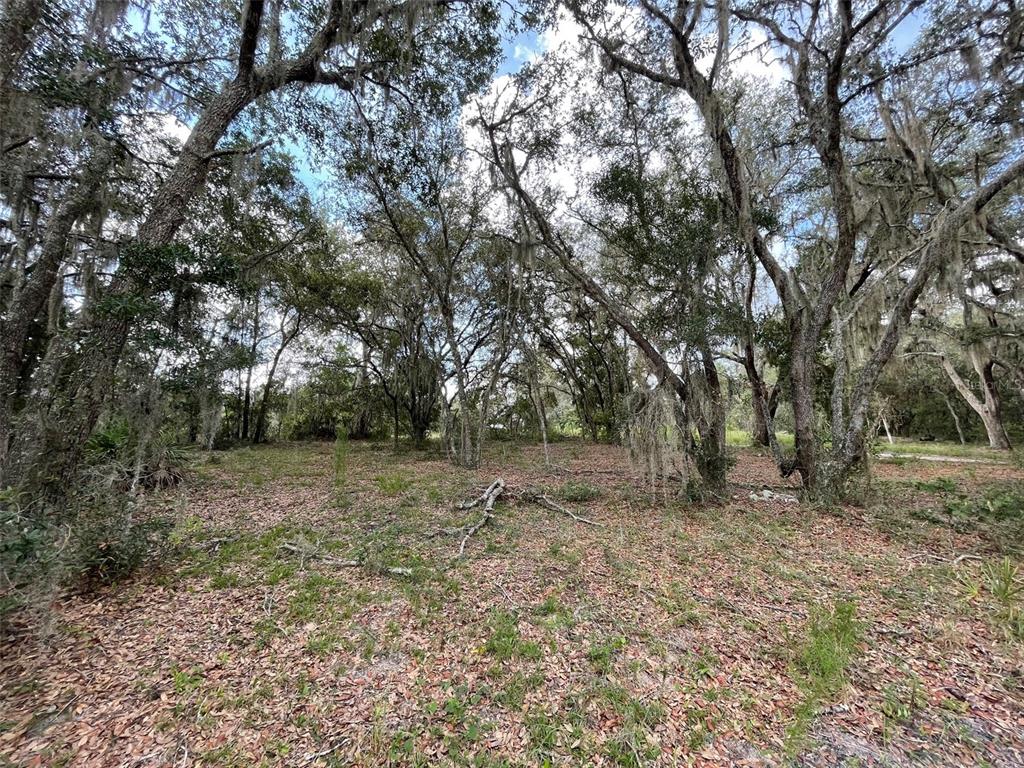 A wooded lot with mature trees covered in Spanish moss and a leaf-covered ground — LOTS 462 & 463 SW SHOREWOOD DRIVE, DUNNELLON, FL