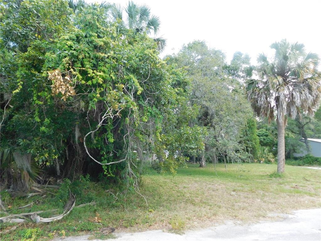 A vacant, grassy lot features a large, dense cluster of trees and a tall palm tree — Lot 143 & 145 INWOOD DRIVE, HUDSON, FL