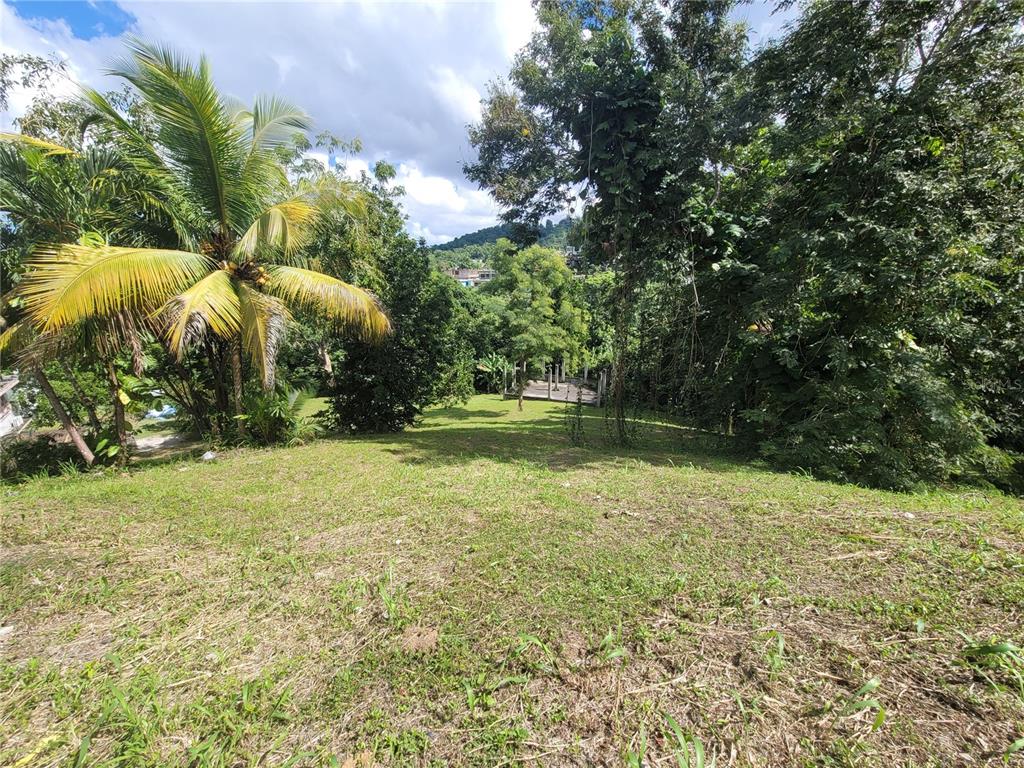 A grassy, sloped lot features a palm tree and dense trees overlooking a distant structure — CARR 829, KM 2.3 BO. BUENA VISTA, BAYAMON, PR