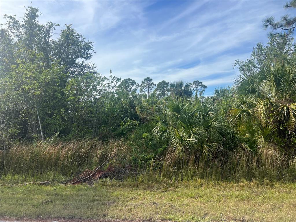 A view of a densely wooded, undeveloped lot with tall grass and palm trees — 12222 GULFSTREAM BOULEVARD, PORT CHARLOTTE, FL