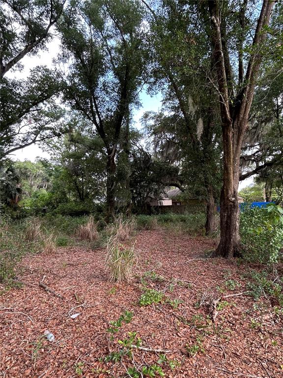 A wooded, leaf-covered lot features several large trees with hanging moss — PALMETTO STREET, EUSTIS, FL